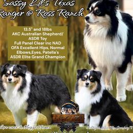 Miniature Australian Shepherd puppies from Best Little Aussies