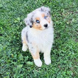 Deviled Egg - Blue merle male Australian Shepherd puppy in Ashland, Ohio from SS Australian Shepherds