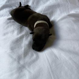 White - Red sable male Belgian Malinois puppy in Highland City, Florida from VonSal Kennels