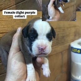 Light purple - Fawn female Boxer puppy in Ohio from S & B Boxers