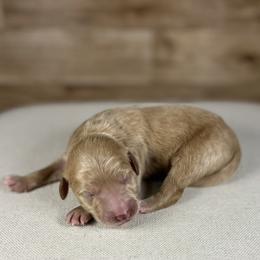 Wooten - Apricot male Goldendoodle puppy in Cedar Falls, Iowa from Northeast Iowa Doodles