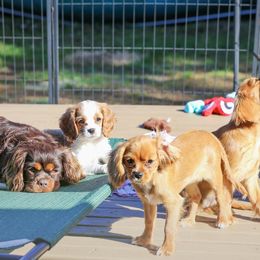 "Rubies" Cavalier King Charles Spaniel Puppies from West Coast Cavaliers