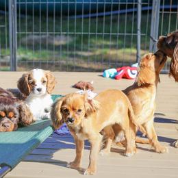 "Rubies" Cavalier King Charles Spaniel Puppies from West Coast Cavaliers