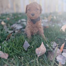 Ernest-Black - Red  male Goldendoodle puppy in Casper, Wyoming from 307 Doodles