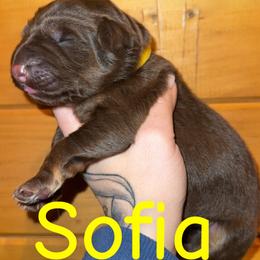 Sofia - Liver female German Shepherd puppy in Fort Jennings, Ohio from Von Holtzapple German shepherds