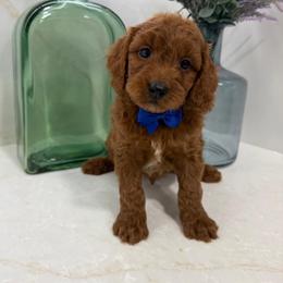 Tom - Red  male Goldendoodle puppy in Mint Hill, North Carolina from DoodleForever