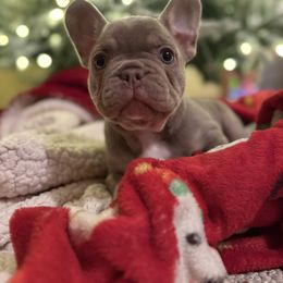 Greg - male French Bulldog puppy in Topeka, Kansas from Midwest Monster Made Bulldogs
