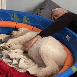 Goldendoodle Puppies from FurEver Friends Doodles