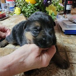 Boy 2 - Black and red male German Shepherd puppy in Puyallup, Washington from Majestic Royal German Shepherd’s