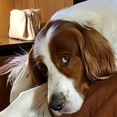 Irish Red and White Setter All Grown Up from Ridgepoint