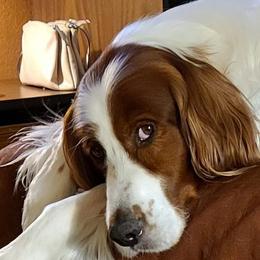 Irish Red and White Setter All Grown Up from Ridgepoint