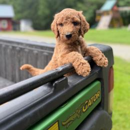 Hamlet - Apricot male Poodle puppy in St. Johnsbury, Vermont from Poodles of the Northern Woods