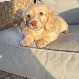 Dachshund Puppies from Boujee Dachshunds