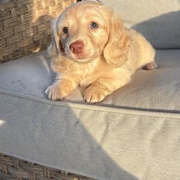 Dachshund Puppies from Boujee Dachshunds