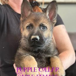 Purple collar - Sable female German Shepherd puppy in Canterbury, Connecticut from Nachtwaechter German Shepherds, LLC