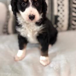 Danny - Tri-color male Bernedoodle puppy in Jacksonville, Florida from Star of the Sea Doodles