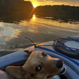 Pembroke Welsh Corgi puppies from Schumaker Corgis