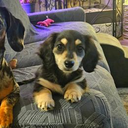 Dachshunds from The Rooted Place