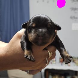 Girl 1 - Black and mahogany female Rottweiler puppy in Seale, Alabama from A & Y Guardian Rottweiler