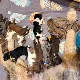 Cash - Merle male Saint Berdoodle puppy in Beach, North Dakota from Badland St. Berdoodles LLC