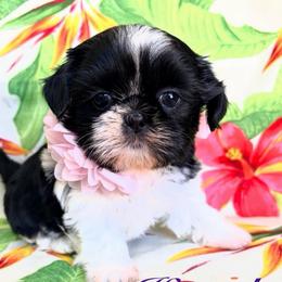 Hannah - Black and white female Shih Tzu puppy in Hemet, California from Aloha Shih Tzu