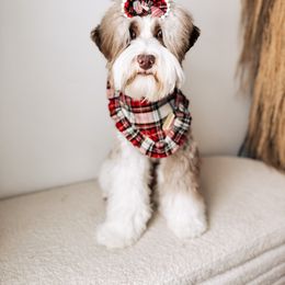 Minnow- Guardian - Chocolate female Australian Labradoodle puppy in Syracuse, Indiana from The Doodle Cove