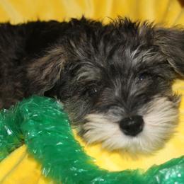 Blaze - Salt and pepper male Miniature Schnauzer puppy in Ogema, Minnesota from Belinda Donley's Miniature Schnauzer