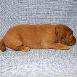 Ariel - Dark golden female Golden Retriever puppy in New Weston, Ohio from Bertke AKC Golden Retrievers and Bernese Mountain Dogs