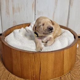 Goldendoodle Puppies from Black Oak Doodles