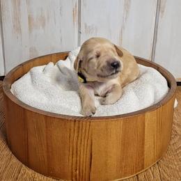 Goldendoodle Puppies from Black Oak Doodles