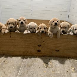 Labrador Retrievers from On Point Labradors