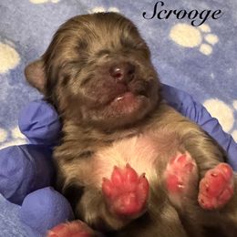 Scrooge - Orange sable male Pomeranian puppy in Eden, North Carolina from Whippoorwill Pomeranians