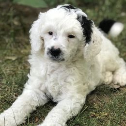 Poodles from Macdoodle Kennel