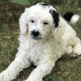 Poodles from Macdoodle Kennel