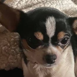 Chihuahuas from Allor’s Chihuahuas