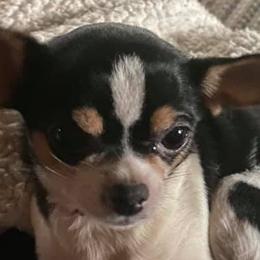 Chihuahuas from Allor’s Chihuahuas