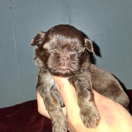 Girl 2 - Liver female Shih Tzu puppy in Birmingham, Alabama from K&D kennels