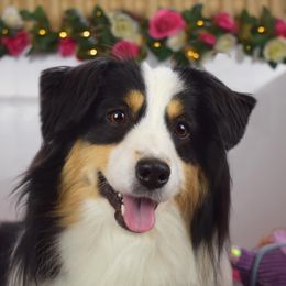 Legacy - Miniature American Shepherd