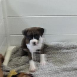 Boxer Puppies from Fleming Pups