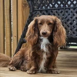Teddy - Dachshund