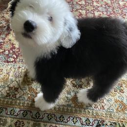Old English Sheepdog Puppies from Amble Creek Old English Sheepdogs