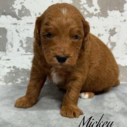 Mickey - Red  male Goldendoodle puppy in Nortonville, Kentucky from Deb’s KY Doodles
