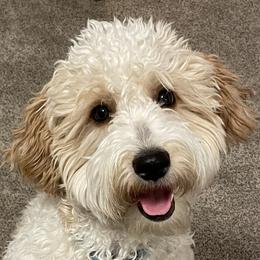 Lily - Goldendoodle