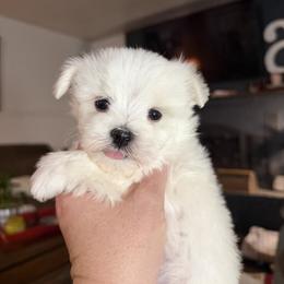 Maltese Puppies from Ayres to Heirs Puppy Co.