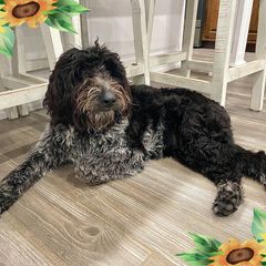 Nova - Poodle