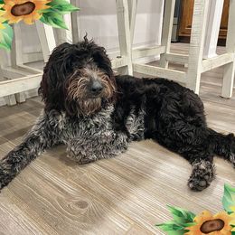 Nova - Poodle