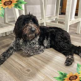 Nova - Poodle