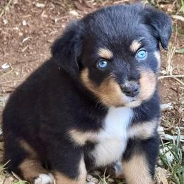 Merlin - Black tri male Miniature Australian Shepherd puppy in Patterson, North Carolina from DreamLine Aussies