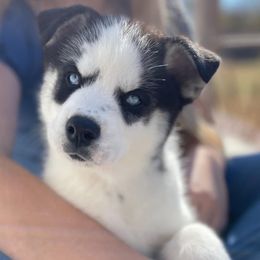Siberian Husky Puppies from Siberian Huskies-Beckham the Great