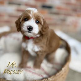 Mr. Presley - Red  male Goldendoodle puppy in Sacramento, California from Dandy Doodles Goldendoodles